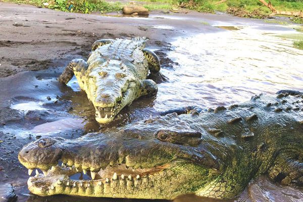 Crocodile-Tarcoles-River-Tours-Jaco-Costa-Rica-1