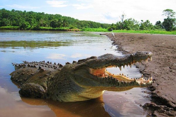 Crocodile-Tarcoles-River-Tours-Jaco-Costa-Rica-2