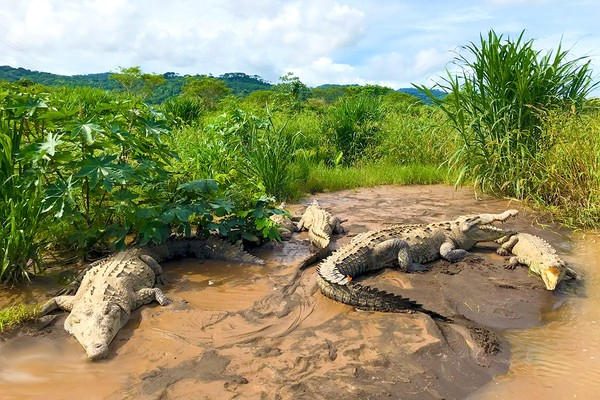 Crocodile-Tarcoles-River-Tours-Jaco-Costa-Rica-4