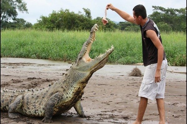 Crocodile-Tarcoles-River-Tours-Jaco-Costa-Rica-5